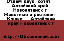 Отдам двух  котят  - Алтайский край, Новоалтайск г. Животные и растения » Кошки   . Алтайский край,Новоалтайск г.